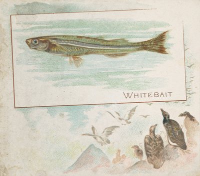 白鱼，来自美国水域的鱼系列N39，为Allen & Ginter Cigarettes设计，1889年。 作者 艾伦和金特