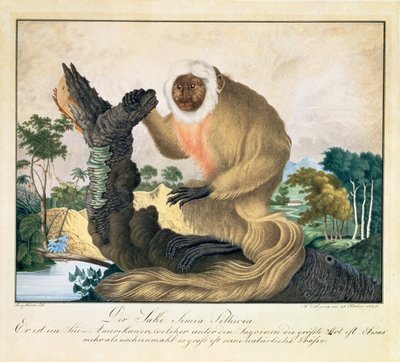 萨基猴子（Saki Monkey），1835年 作者 阿洛伊斯·佐特尔