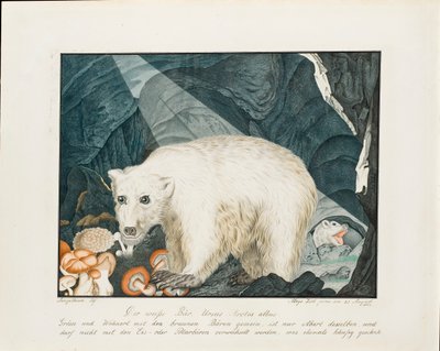 白熊，1844年 作者 阿洛伊斯·佐特尔