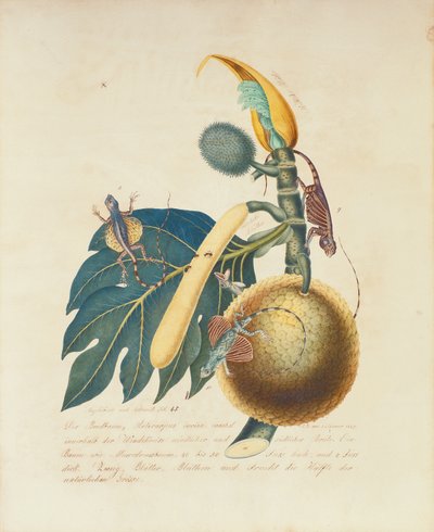 Der Broadbaum ...，1847年（纸上写着） 作者 阿洛伊斯·佐特尔