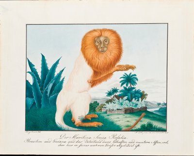 白崎（1835） 作者 阿洛伊斯·佐特尔