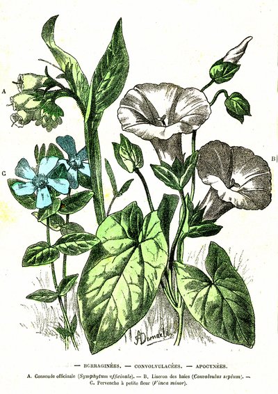 博拉吉尼植物、旋花植物、夹竹桃植物：自然创造和生物。 A. Demarle 绘制。 1885年 作者 阿方斯·德马尔
