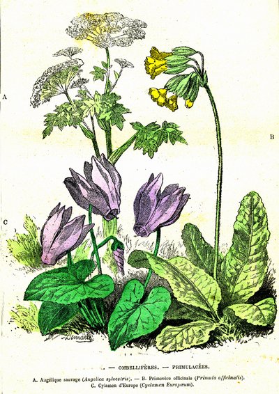 伞形花科、报春花科：自然创造和生物。 A. Demarle 绘制。 1885年 作者 阿方斯·德马尔