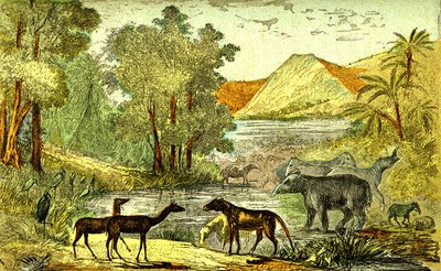 史前-始新世时期：从右到左Paloeotherium、Anoplotherium、Xiphodonts 和鸟类 Tantalus。自然造物和生物。绘图 A. Demarle。1885 作者 阿方斯·德马尔