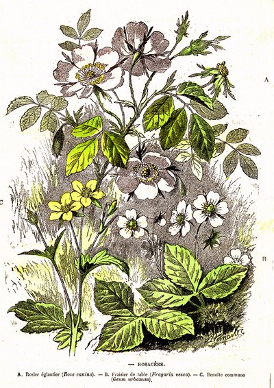 Rosacees - 自然造物和生命体：A. Demarle 绘制。1885 作者 阿方斯·德马尔