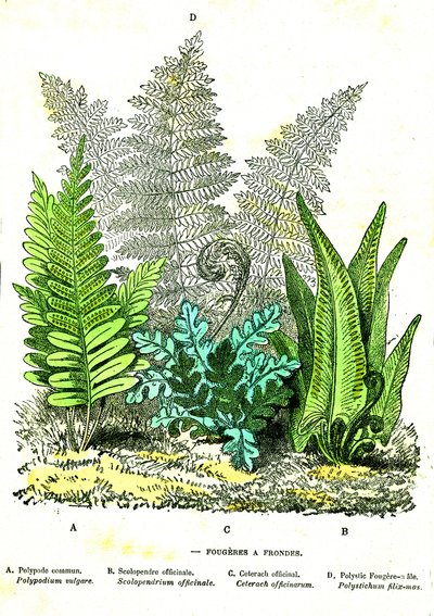 Sling Fougeres：自然创造和生物。 A. Demarle 绘制。 1885年 作者 阿方斯·德马尔