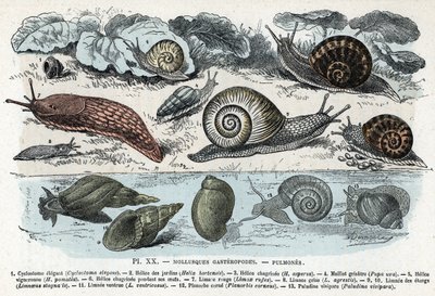 动物图；腹足类软体动物，肺（cyclostoma、helice of gardens and sorrow、red slug、grey slug、limnee、planorb、paludine......)(动物图版：腹足类软体动物，如蛞蝓、环齿蛞蝓、鳞蛞蝓、褐蛞蝓）"人类与自然 "版画 作者 阿方斯·德马尔