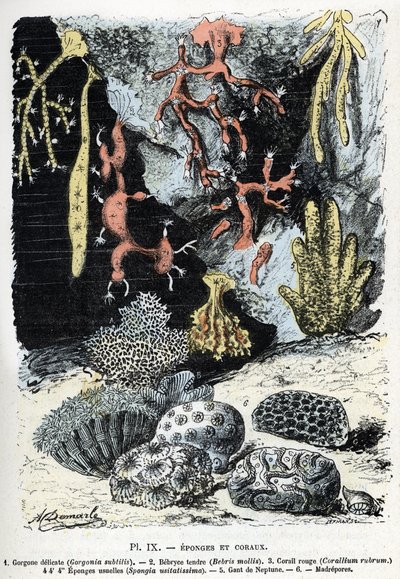 动物图：海绵和珊瑚（gorgone、bebryce、珊瑚、海绵、海王星手套）（动物图板：海海绵和珊瑚） 雕刻来自 Rengade 的“L