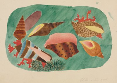 海藻中的贝壳（水彩画） 作者 阿尔塔·玛丽·尼姆斯