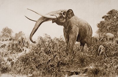 查塔姆大象，HG威尔斯的“历史概论”插图，第一卷，1920年出版（版画） 作者 阿梅迪·福雷斯蒂尔
