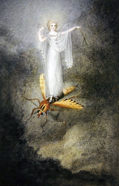 飞蛾仙子》，约1860年（水彩、钢笔和黑墨）。 作者 阿米莉亚·简·默里（Amelia Jane Murray）