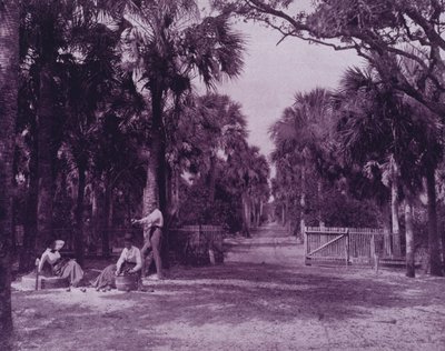佛罗里达州帕拉特卡附近的Palmetto Glade（b/w照片）。 作者 美国摄影师（后）
