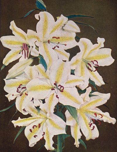 百合花百合花（彩色照片） 作者 美国摄影师