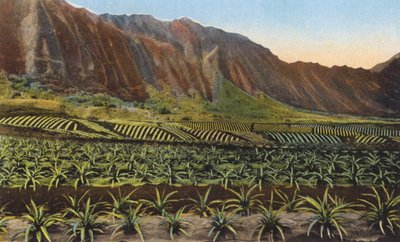 欧胡岛菠萝种植园（彩色照片） 作者 美国摄影师