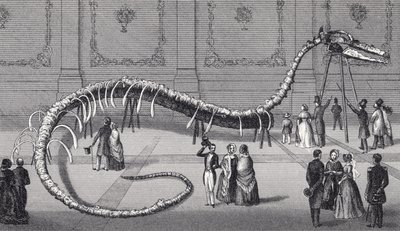 114英尺长的假海蛇的骨架&39;Hydrarchos harlani&39;，c.1845 作者 美国学校