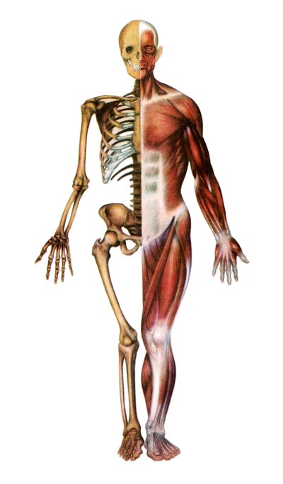 人体骨骼和肌肉的解剖图谱 作者 美国学校