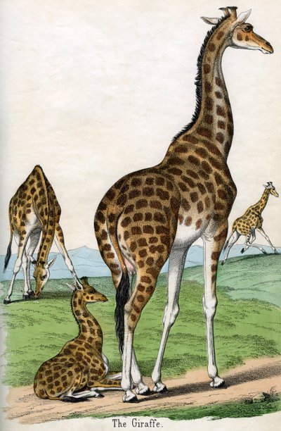 Antique Print of Giraffes 作者 美国学校
