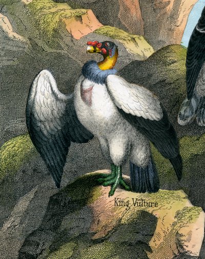 Antique Print of a King Vulture 作者 美国学校