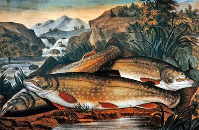 Brook Trout-Just Caught，由Currier & Ives出版，约1870年（彩色平印）。 作者 美国学校