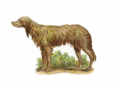 爱尔兰猎狼犬 作者 美国学校