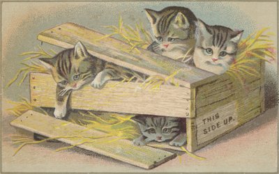 小猫在破碎的箱子里 作者 美国学校