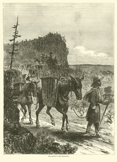 1863年2月，在山上包装骡子 作者 美国学校
