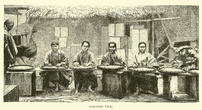 排序茶 作者 美国学校