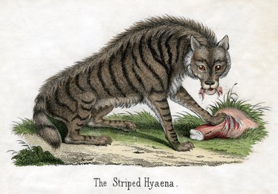 Striped Hyena, from The Natural History of Animals 作者 美国学校