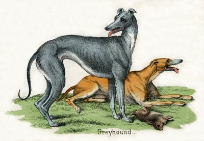 两只灵缇犬，来自《动物的自然史》 作者 美国学校