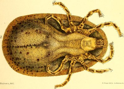 Ventral view of Argus Miniatus, illustration from "Cattle ticks (Ixodoidea) of the United States" by D. E. Salmon and Charles Wardell 作者 美国学校