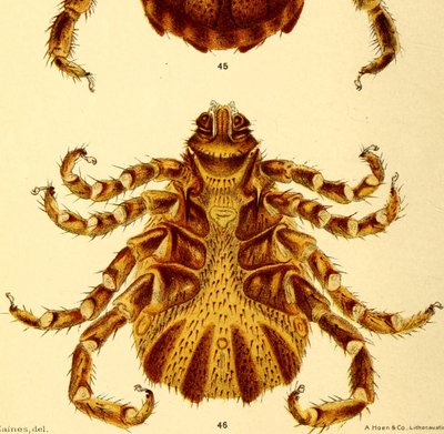 男性Boophilus Annulatus的腹侧视图，插图来自“牛tick 作者 美国学校