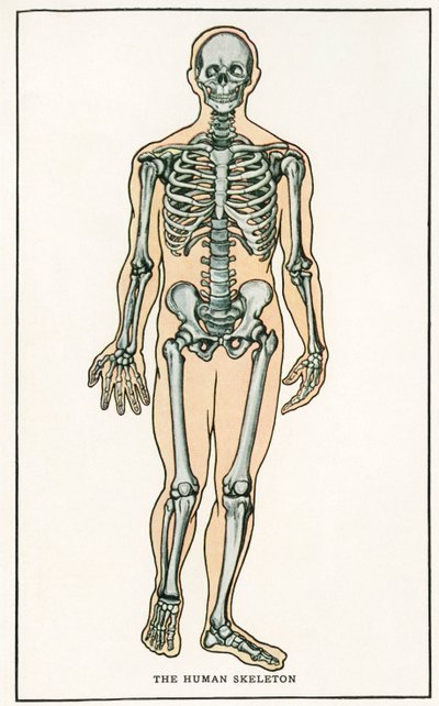 人体骨骼的复古解剖印刷品 作者 美国学校