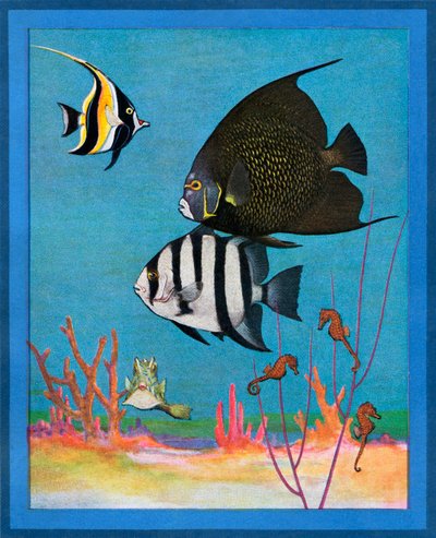 有热带鱼的海水水族馆复古版画 作者 美国学校
