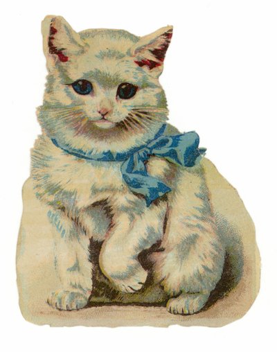 戴蓝色弓的白色猫 作者 美国学校