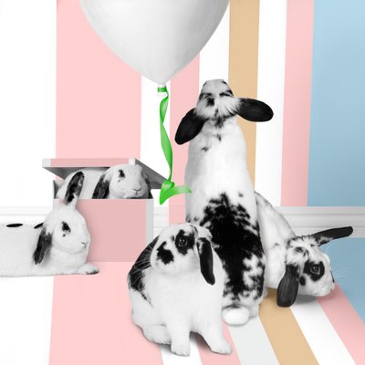 兔子 2018 年 01 月（摄影） 作者 