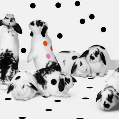 兔子 2018 年 02 月（摄影） 作者 