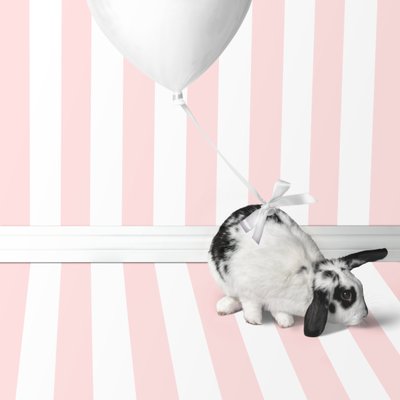 兔子 2018 年 04 月（摄影） 作者 