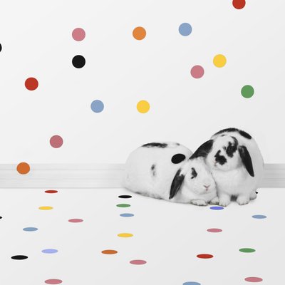 兔子 2018 年 05 月（摄影） 作者 