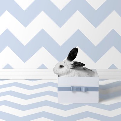 兔子 2018 年 06 月（摄影） 作者 