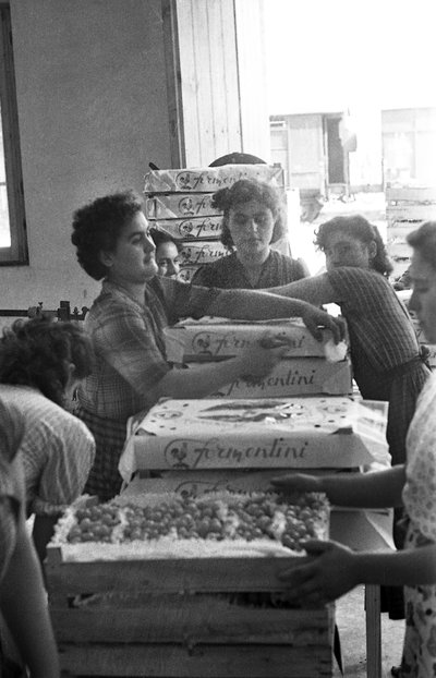 苦葡萄 - 品牌包装 作者 