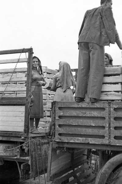 苦涩的葡萄--转运商的面霜 作者 