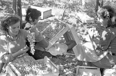 苦葡萄 - 凉棚下的包装 作者 