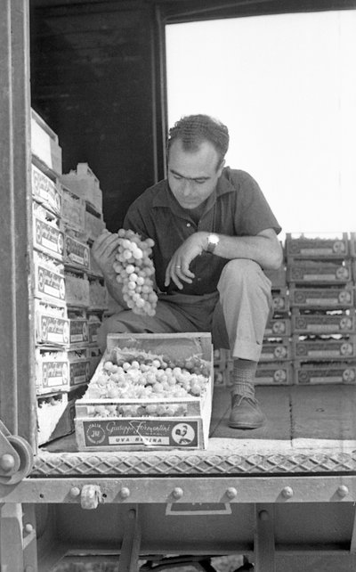 苦葡萄--准备发货 作者 