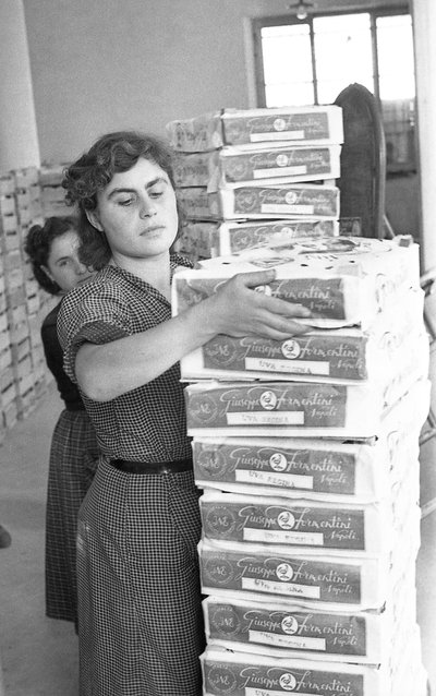 苦葡萄 - 高汤 作者 