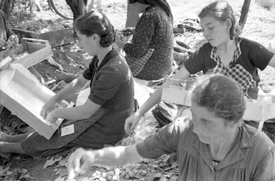 苦葡萄--蒙蒂内葡萄 作者 