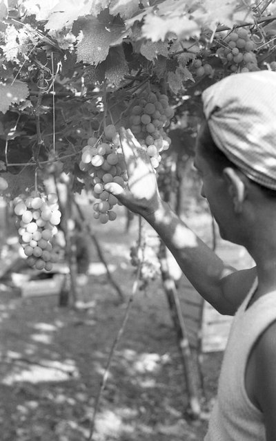 苦葡萄 - 凉棚上的皇后 作者 