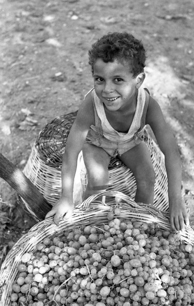 苦涩的葡萄--"蒙迪纳 "之子 作者 