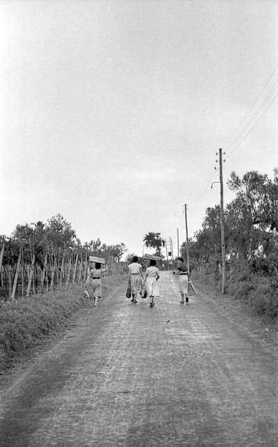 苦涩的葡萄--走向分配的岗位 作者 