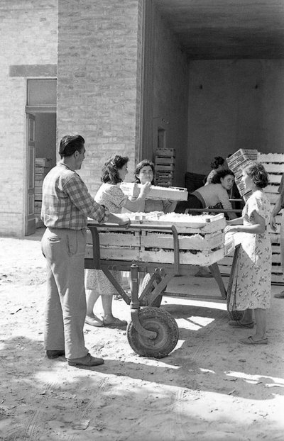 苦葡萄 - 仓库储存 作者 