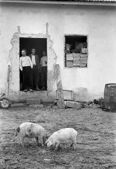 克罗托内乡村 - 猪在屋前吃草 作者 